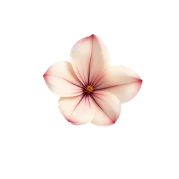 Perfumes with flower petals
