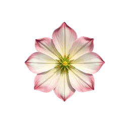 Perfumes with Flower Prism
