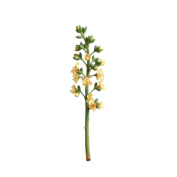 Perfumes with Frankincense