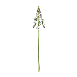 Gentiana notası olan parfümler