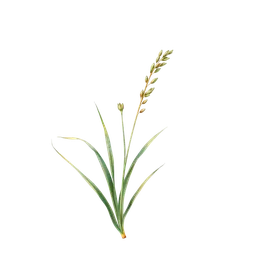 Perfumes with Gingergrass