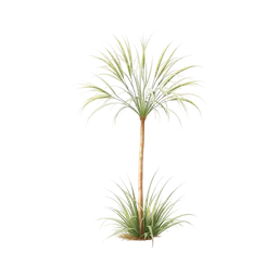 Perfumes with Grass Tree