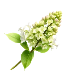 Perfumes with Green Lilac