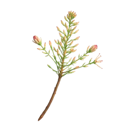 Grevillea notası olan parfümler