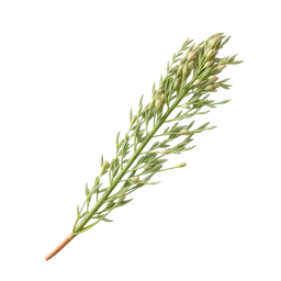 Perfumes with Haitian Vetiver