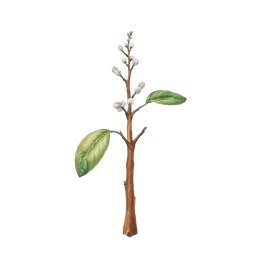 Perfumes with Healingwood