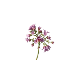 Perfumes with heather