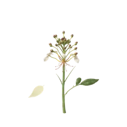 Perfumes with Hedione