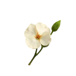 Perfumes with Hexyl acetate