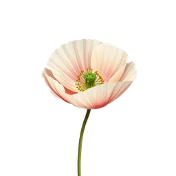 Perfumes with Himalayan Poppy