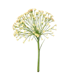 Perfumes with Indian Mimosa