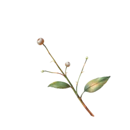 Perfumes with iodine