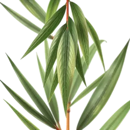 Perfumes with Japanese Bamboo Leaf