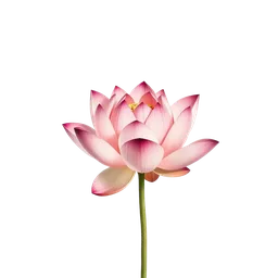 Japon Pembe Lotus notası olan parfümler