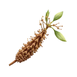 Perfumes with Jatamansi or Spikenard