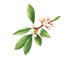 Jojoba notası olan parfümler