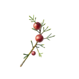 Perfumes with juniper berry