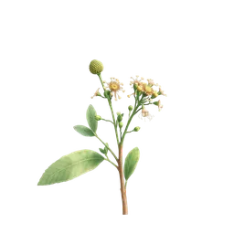Perfumes with kephalis