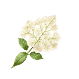 Perfumes with Lace