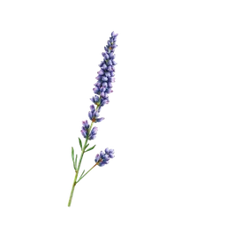 Perfumes with Lavender
