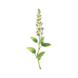 Perfumes with Lemon Verbena