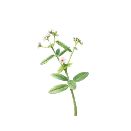 Perfumes with Lesser Calamint
