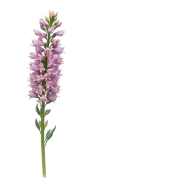 liatris notası olan parfümler