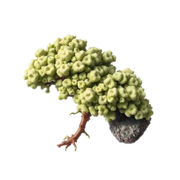 Perfumes with Lichen