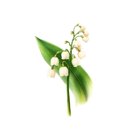 Perfumes with Lily Of the Valley Leaves