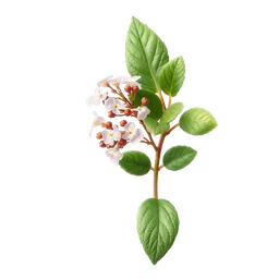 Perfumes with Limnophila aromatica