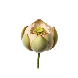 Perfumes with Lotus Seed