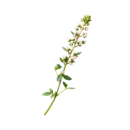 Perfumes with marjoram