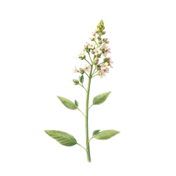 Perfumes with Melilot or Sweet Clover