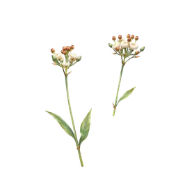 Perfumes with Milkweeds