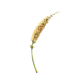 Perfumes with Millet