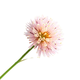 Perfumes with Mimosa absolute
