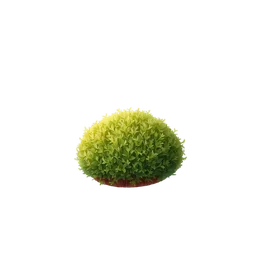 Perfumes with Moss