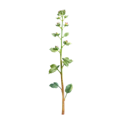 Perfumes with Mugwort