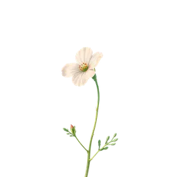 Perfumes with Nemophila