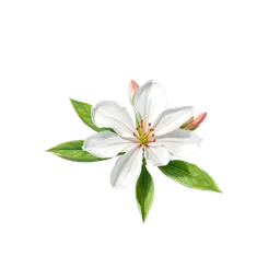 Perfumes with nerium oleander