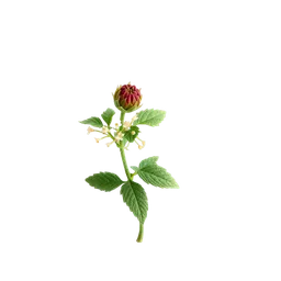 Perfumes with Nettle Blossom