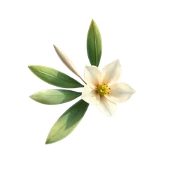 Perfumes with Olive Blossom