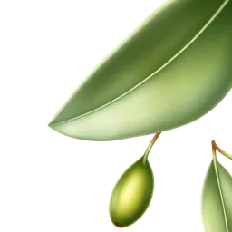 Perfumes with Olive Leaf