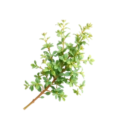 Perfumes with Oregano