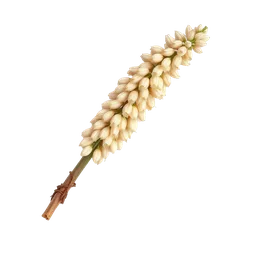 Perfumes with Orris Root