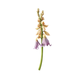 Perfumes with Orris