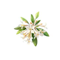 Osmanthus notası olan parfümler