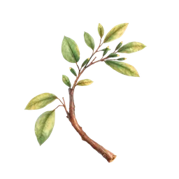 Perfumes with Paperbark