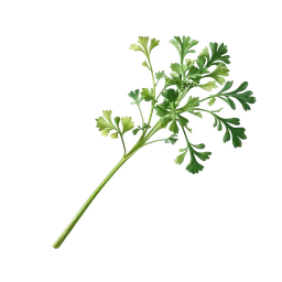 Perfumes with Parsley