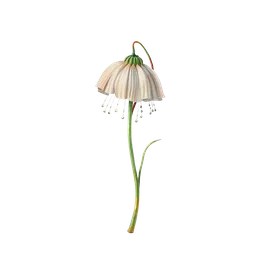 Perfumes with Petrichor